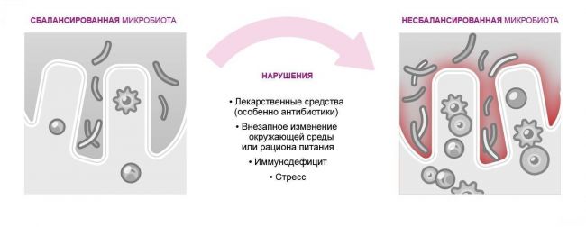 Принципы группирования молочнокислых бактерий-симбионтов человека