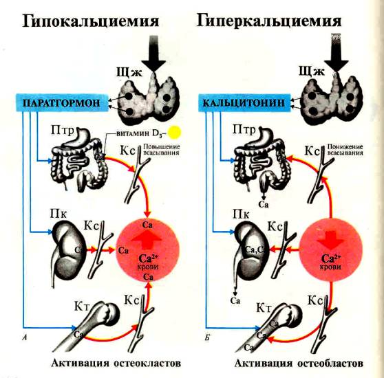 Адреналин – ответы на главные вопросы