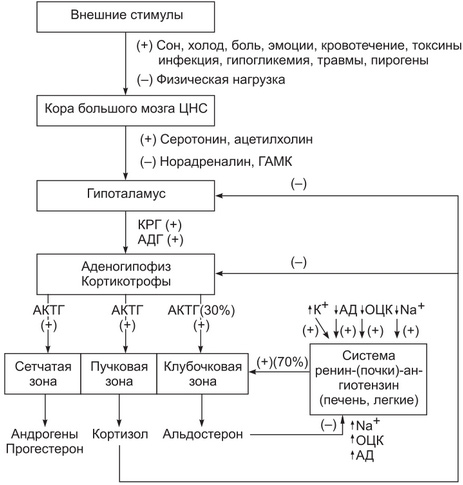 Адреналин - функции, дефицит и избыток, чем вреден