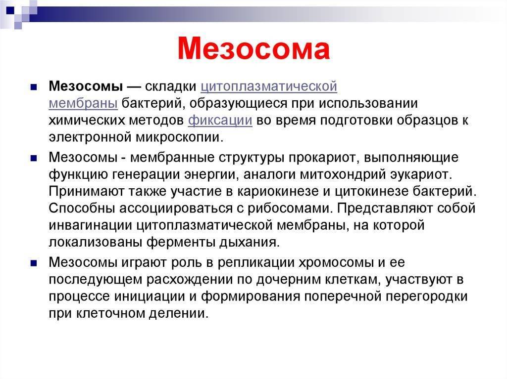 Каково строение бактериальных клеток, или все ли так просто, как кажется