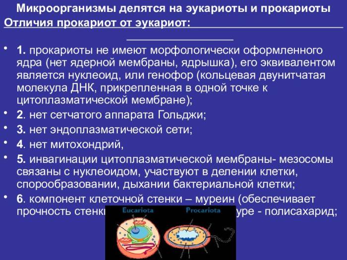 Каково строение бактериальных клеток, или все ли так просто, как кажется