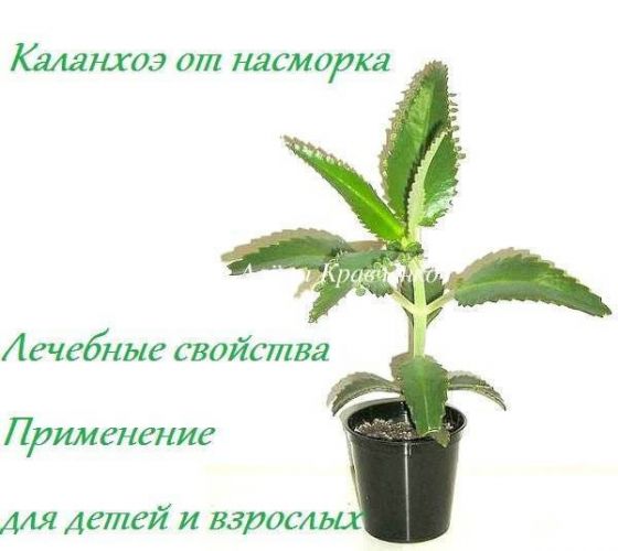 Алоэ в нос: можно ли взрослым и детям капать сок, как сделать в домашних условиях, приготовить средство и развести с медом, каков рецепт для лечения заложенности?