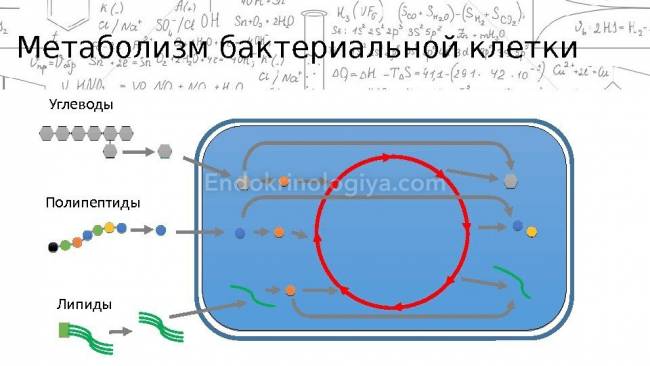 Питание и особенности метаболизма бактерий