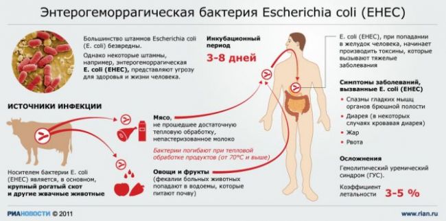 Кишечная палочка – заболевания, пути передачи, симптомы кишечных инфекций и заболеваний мочеполового тракта (у женщины, у мужчины, у ребенка), методы лечения. выявление бактерии в анализе мочи и в мазке из влагалища