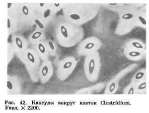Как соотносится строение бактериальной клетки и ее функции