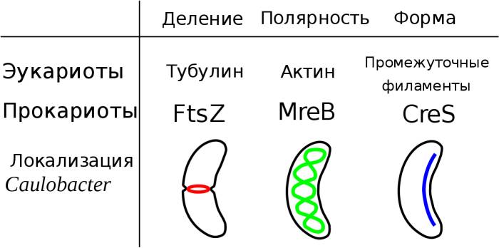 Бактерии — общая характеристика. классификация, строение, питание и роль бактерий в природе