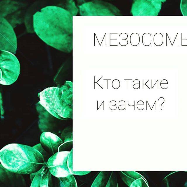 Внешняя бактериальная мембрана — википедия с видео // wiki 2
