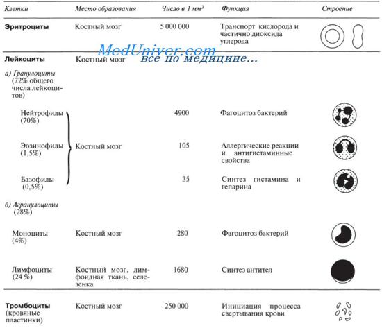 Кровь. плазма. форменные элементы крови (стр. 1 из 2)