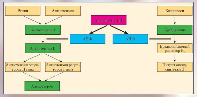 Капотен таблетки - официальная инструкция по применению