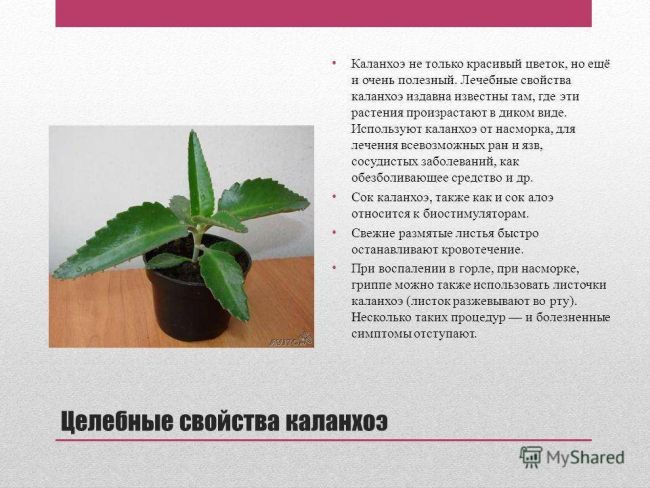Можно ли вылечить насморк алоэ в домашних условиях?