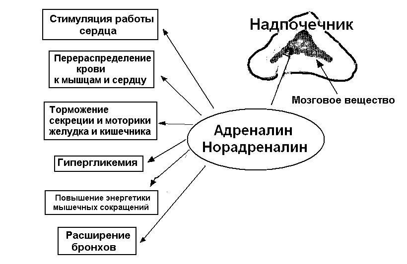 Адреналин: функции гормона, где вырабатывается