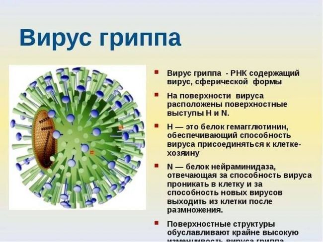Простуда (орз): как отличить вирусную инфекцию от бактериальной?