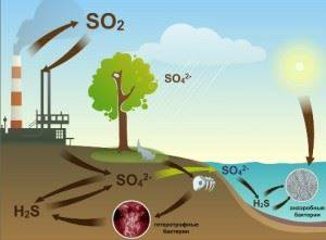 Почему бактерии называют санитарами нашей планеты