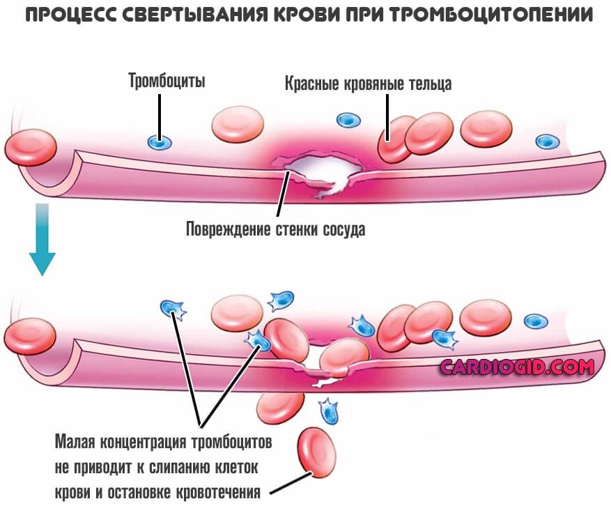 Состав крови