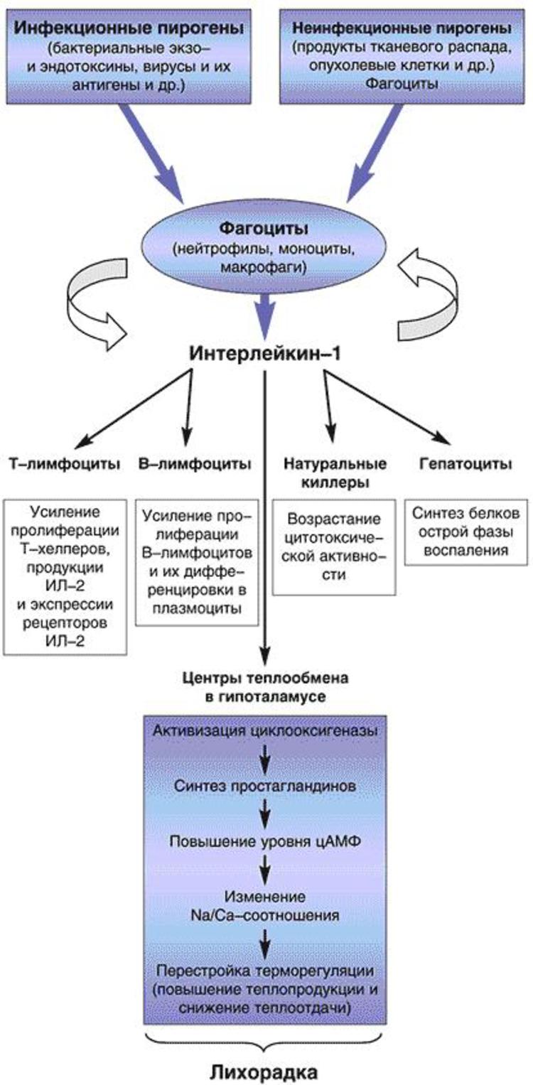 Гормон адреналин - за что он отвечает? что такое норадреналин?