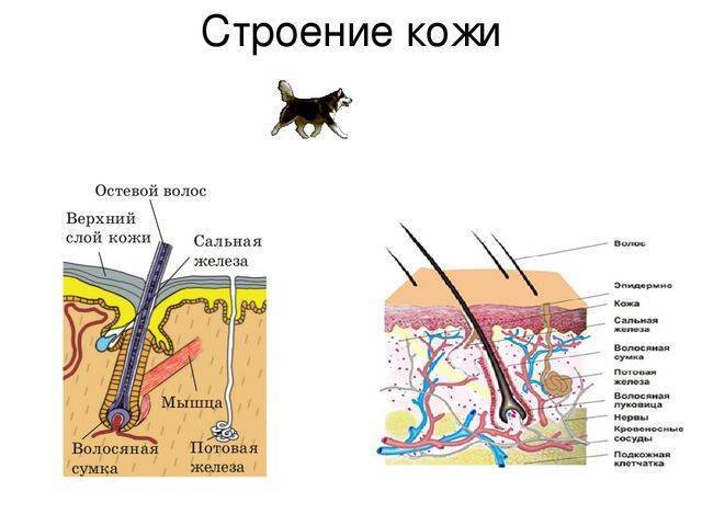 Инструкция по применению Фронтлайн капли