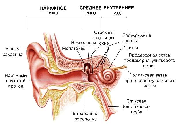 Нейросенсорная тугоухость: признаки, симптомы, лечение — онлайн-диагностика