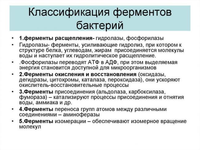 Бактерии: питание, дыхание, ферменты и пигменты. фото