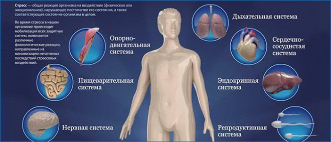 Адреналин в крови и его влияние на организм человека