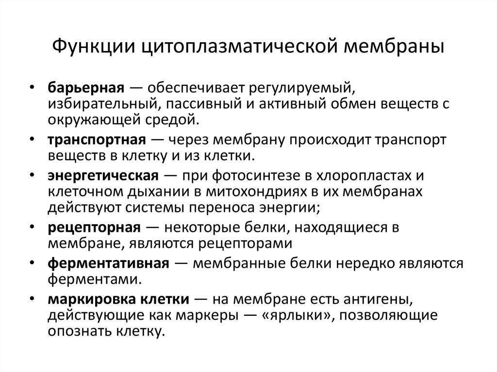 Как соотносится строение бактериальной клетки и ее функции