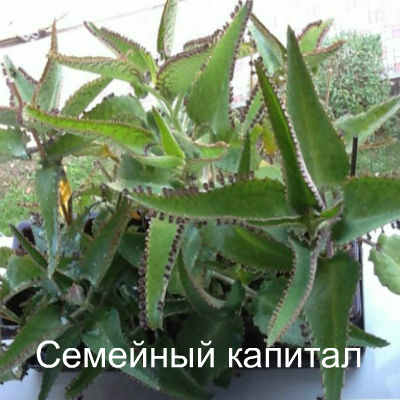 Лечение носа каплями каланхоэ при насморке, заложенности, гайморите, аденоидах и полипах