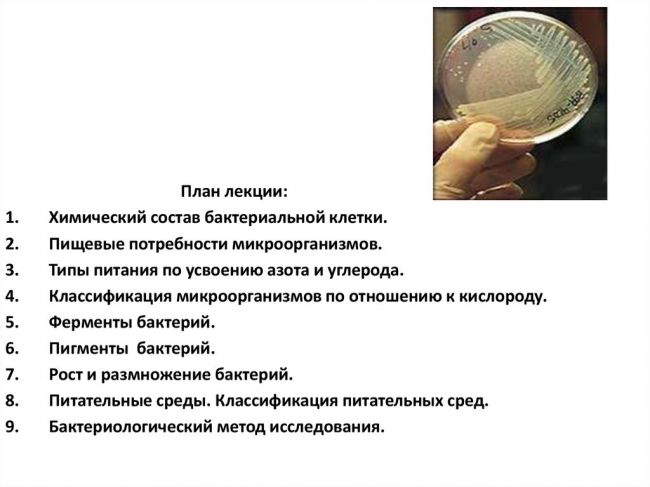 Какие бывают типы или виды бактерий и как их определить