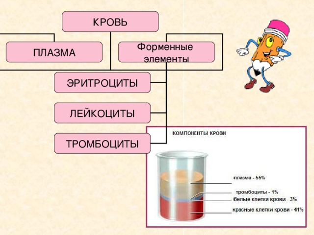 Кровь. плазма. форменные элементы крови (стр. 1 из 2)