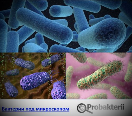 Исследование наличия микроорганизмов на руках человека