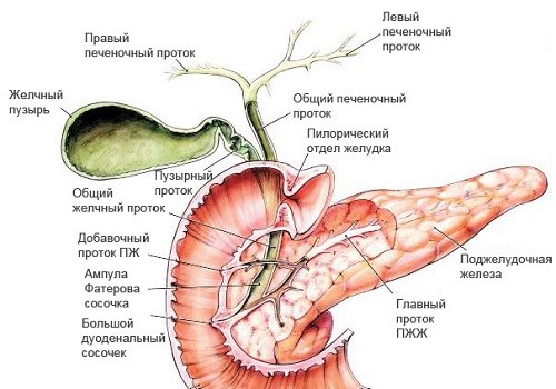 Заболевании печени желчного пузыря поджелудочной железы