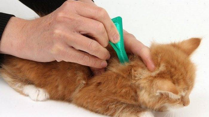 Инструкция по применению Фронтлайн капли