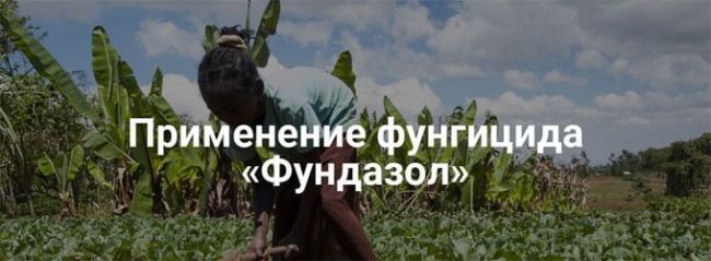 Фундазол «фунгицид»: инструкция по применению, аналоги