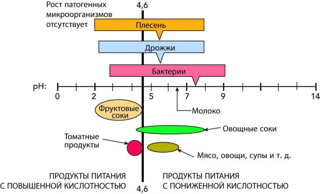 Исследовательская работа "вирусы и бактерии"