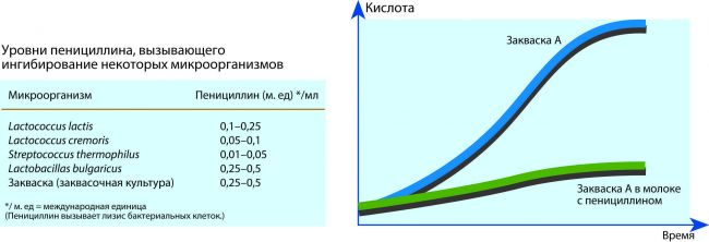 На страже здоровья людей и природы, или как ученые исследуют бактерии?