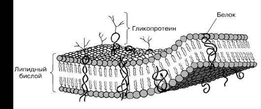 Функции бактерий с различных точек зрения