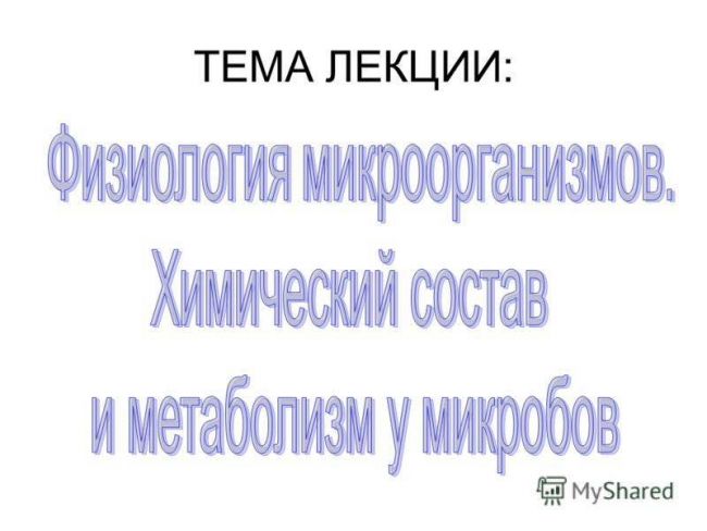 Как бактерии помогают (или мешают) похудеть