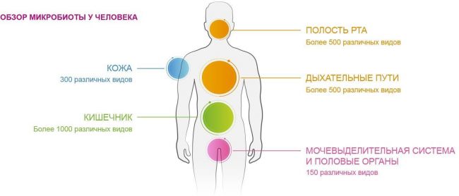 Полезные микроорганизмы – бифидобактерии