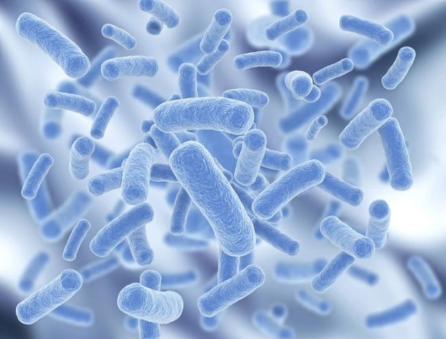 E. coli (кишечная палочка): чем она опасна?