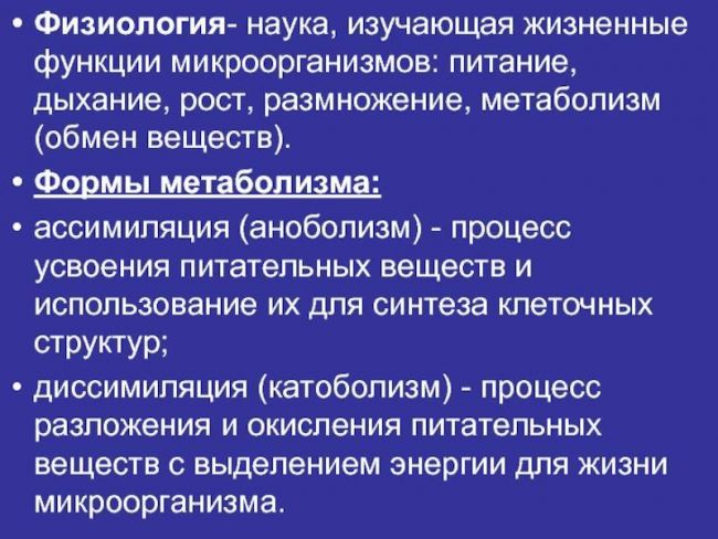 Как бактерии помогают (или мешают) похудеть