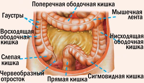 Марва оганян: лечебная чистка организма