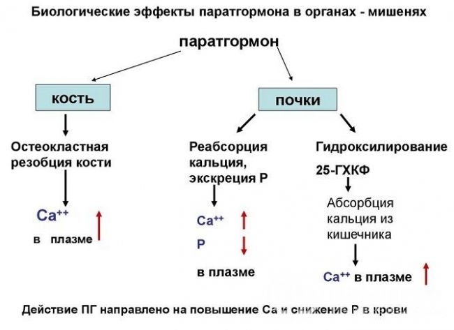 В каких продуктах много кальция: полный список и нормы потребления