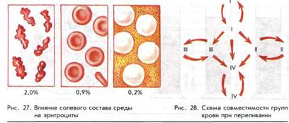 Что такое плазма крови