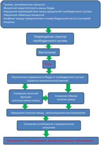 Питание при коксартрозе тазобедренного сустава 2 степени