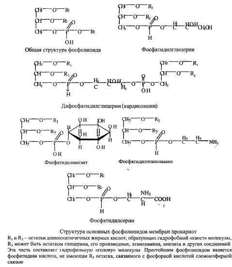 Функции бактерий с различных точек зрения