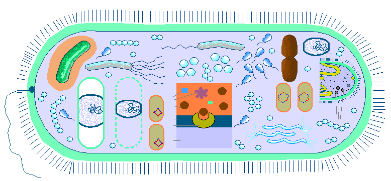 Почему бактерии называют санитарами нашей планеты?  - ответ по другое