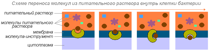 Особенности деления бактерий на группы