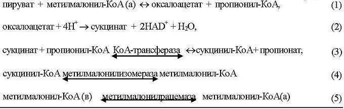 Вселенная под микроскопом. бактерии семейства кокки