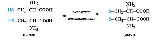 Аминокислота цистин — свойства, медицинское значение