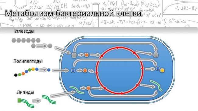 Как кишечные бактерии влияют на ваш метаболизм
