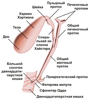 Холецистит что это такое симптомы