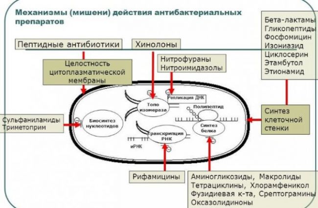 Фосфомицин — показания, противопоказания, побочные эффекты